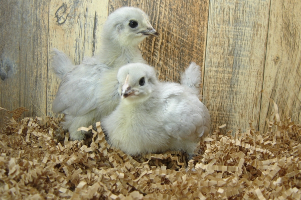 2 Pullet Chicks Week 2 - Lavender Orpington